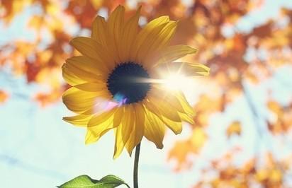 半岛在线体育app官方